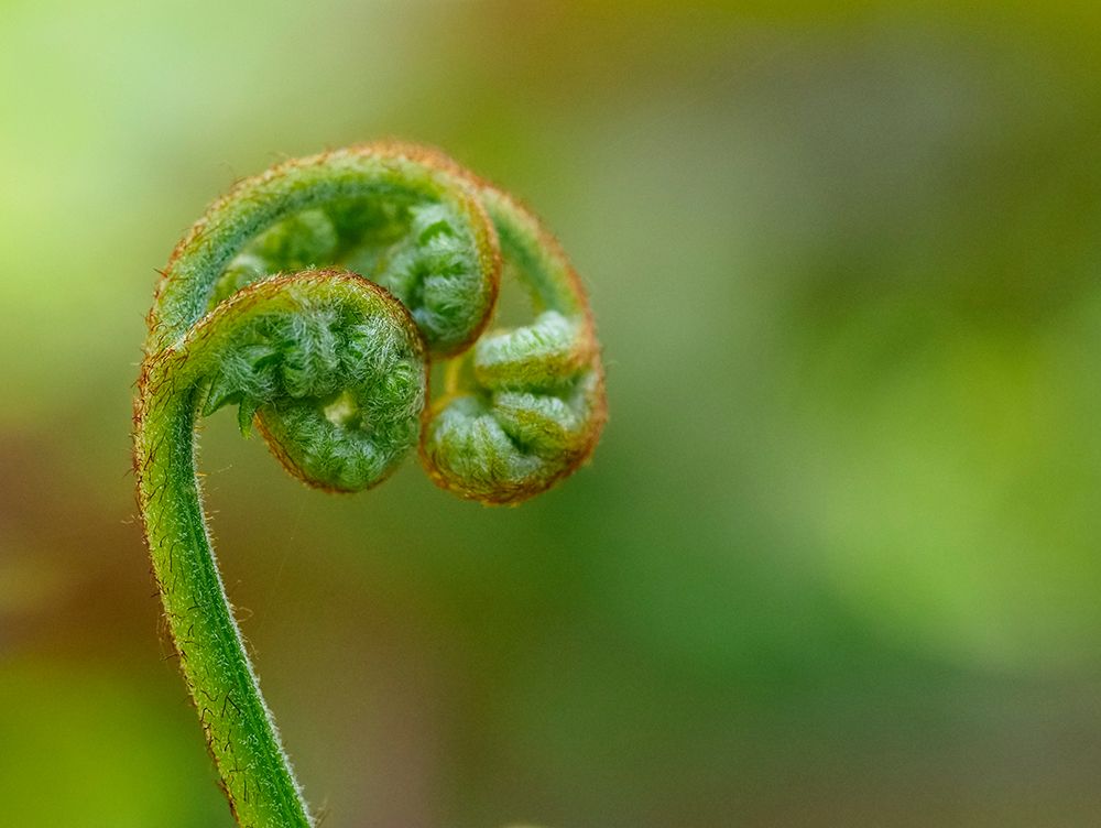 Usa-Washington State-Bellevue. Spiral curl of Bracken fern frond